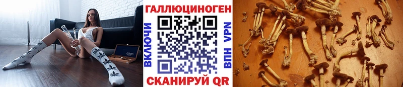 Псилоцибиновые грибы Psilocybe  Купить где  Мезень 